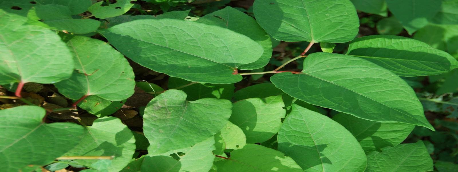 Knotweed Treatment