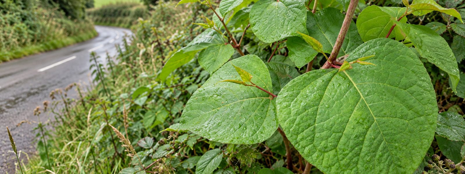 Knotweed Treatment in the South East Knotweed Treatment in the South East