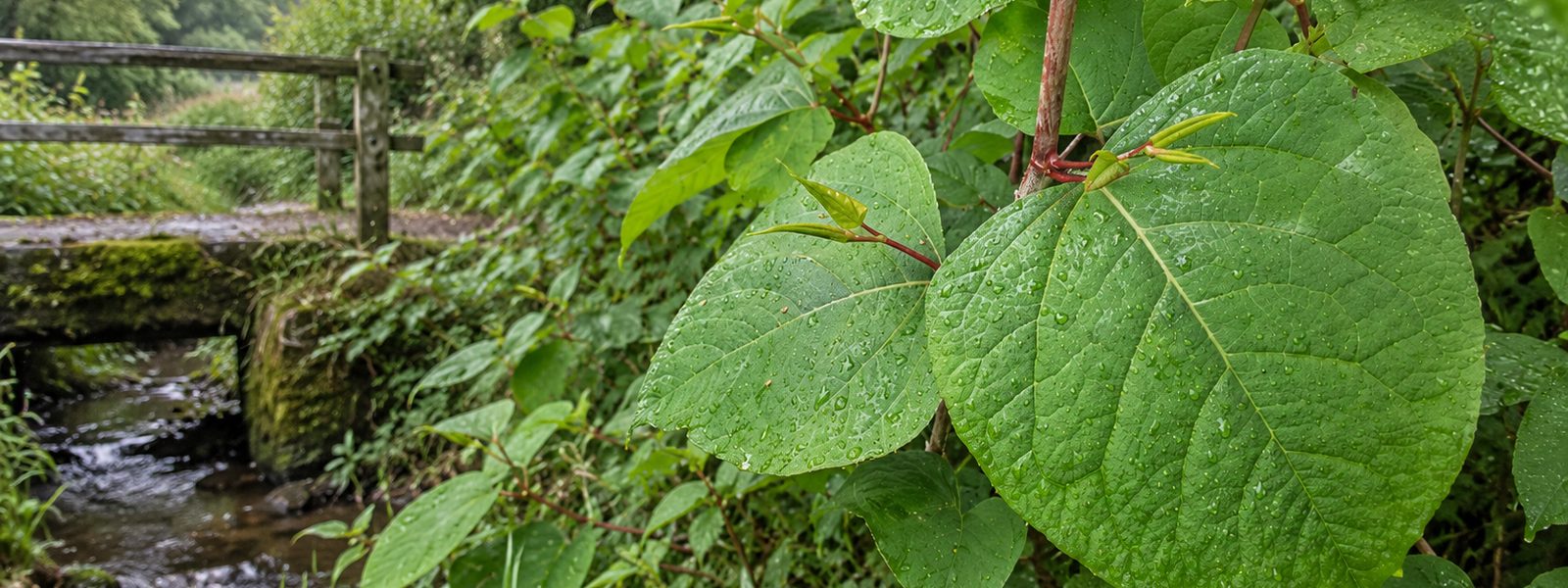 Knotweed Treatment in the South West Knotweed Treatment in the South West